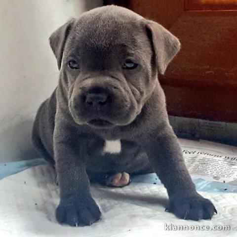 Chiots Staffordshire Bull Terrier A Donner A Vendre A Mulhouse Loisirs Animaux