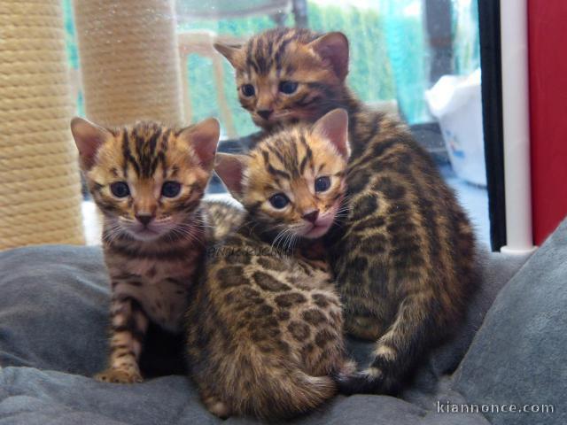 A Donner Chaton bengal