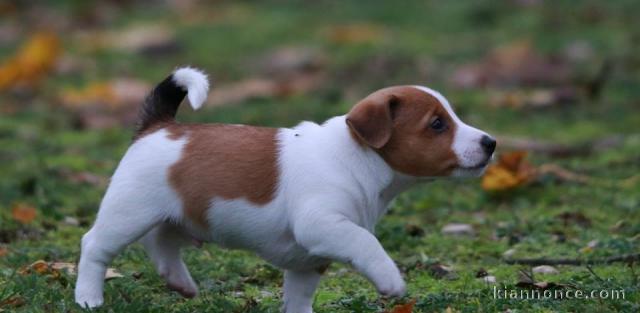 Supers Chiots jack Russell