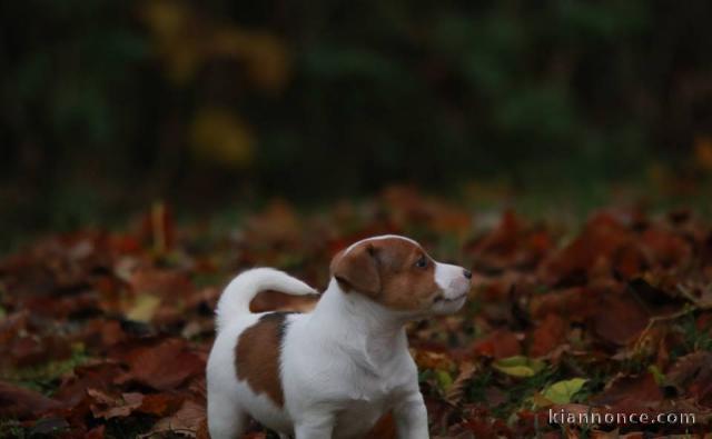 Supers Chiots jack Russell