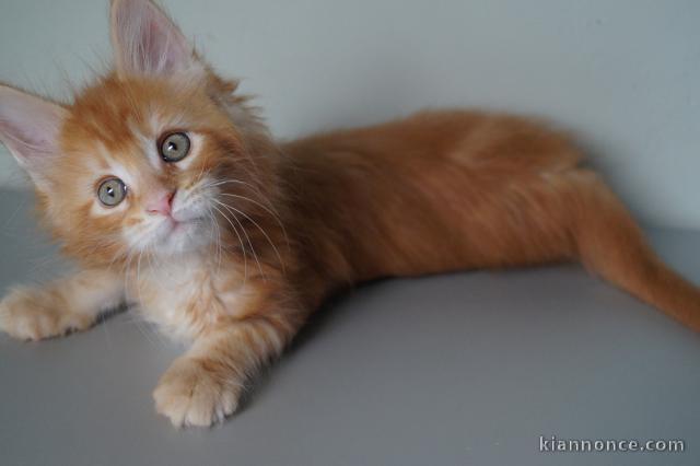 Cins chatons maine coon 