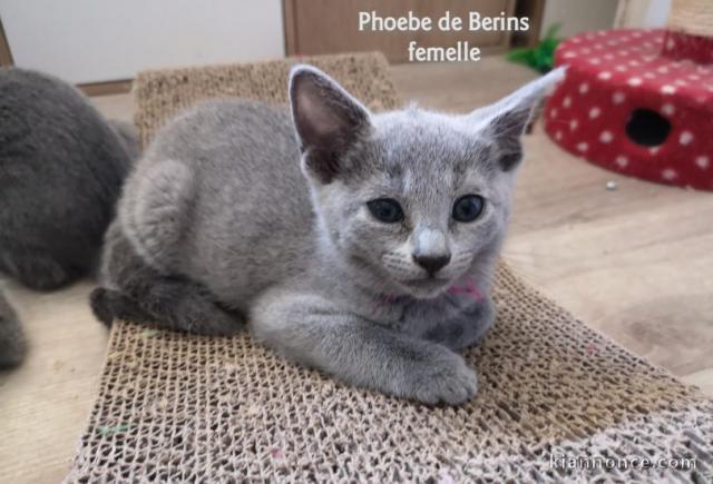 Chatons type Bleu Russe Disonible à donner