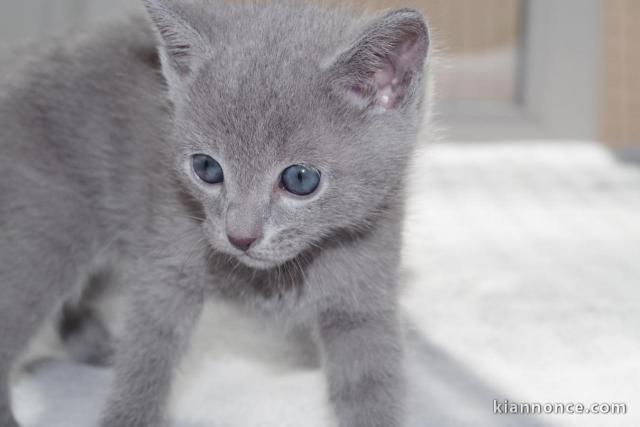 Chatons Type Bleu Russe Disonible A Donner A Vendre A Roubaix Loisirs Animaux