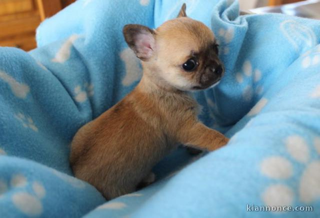 Chiot Chihuahua miniature à donner