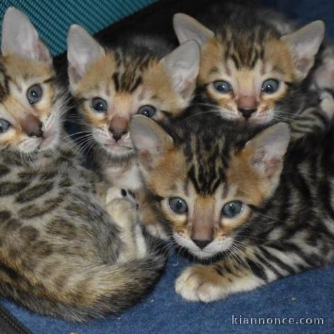 Adorables chatons Bengal Pure Race