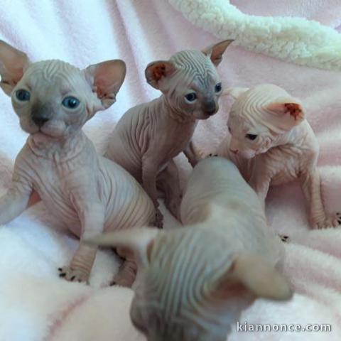 Sublimes Chatons Sphynx (Chats nus) Pure Race LOOF