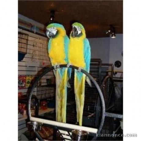 Extraordinaire Couple de Perroquets Aras Eam