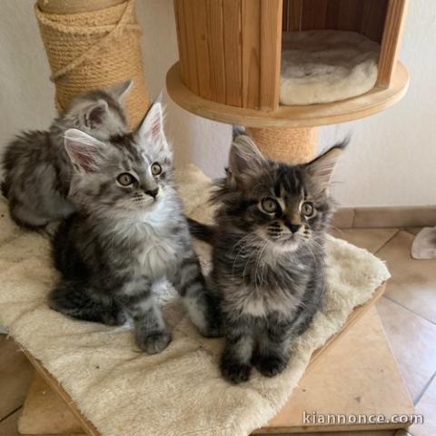 chatons maine coon pour adoption
