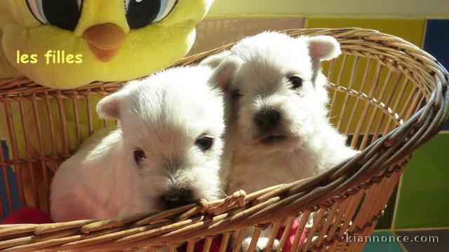Chiots West Highland White Terrier a donner