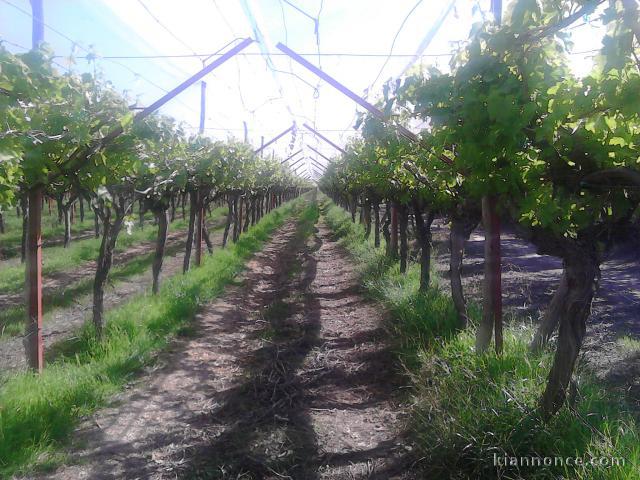 Excellente ferme titrée de vines 7 ha à 30 km de Marrakech