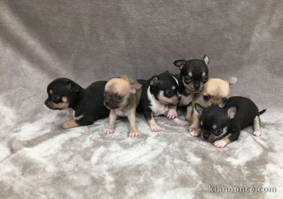 Superbes Chiots Chihuahua Pure Race