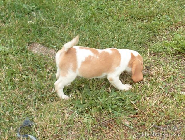 4 Chiots beagle a donner