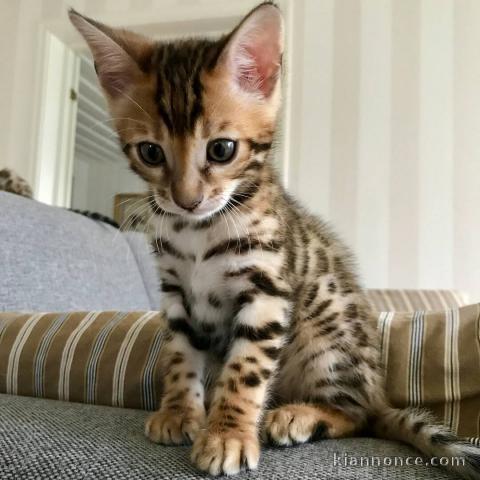 Chaton bengal a donner