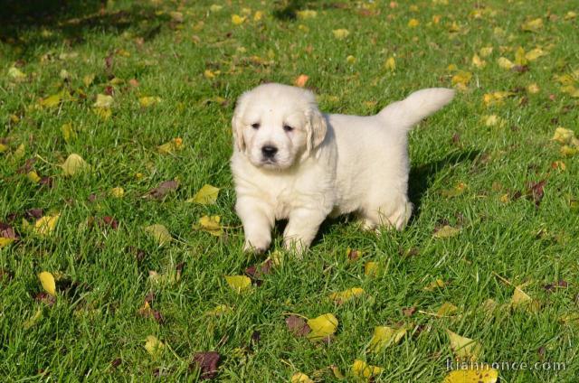 Chiots Golden Retriever A Donner A Vendre A Strasbourg Loisirs Animaux