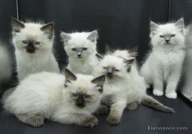 Portee de 6 magnifiques chatons Sacré de Birmanie Loof