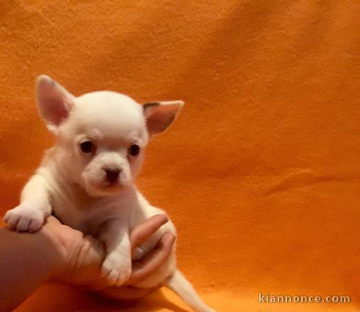 chiot chihuahua a donner