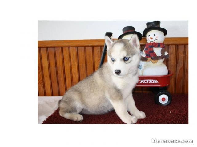 Adorable husky sibérien non loof