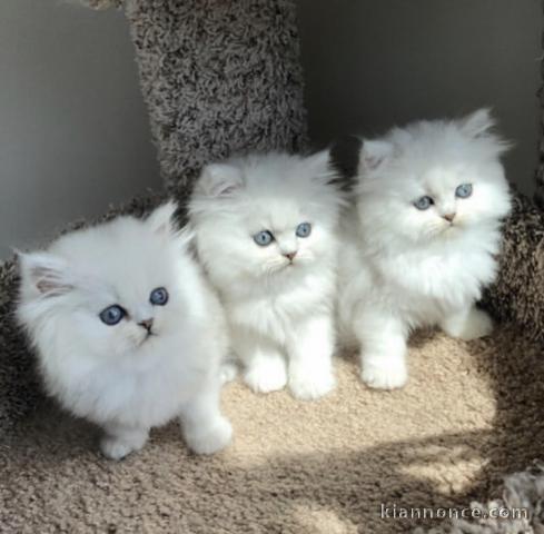 CHATONS PERSANS PURE RACE