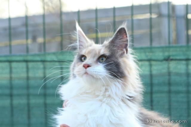 Chatons Maine Coon urgent