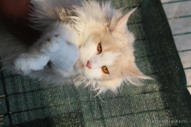 Chaton Maine Coon adorable