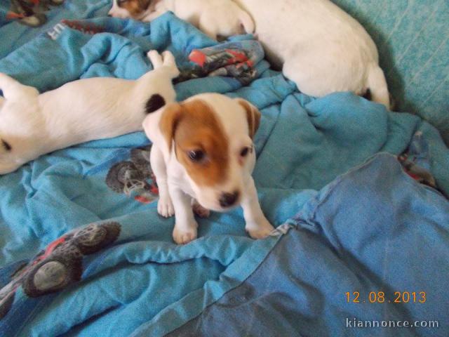 Chiots jack russell non lof