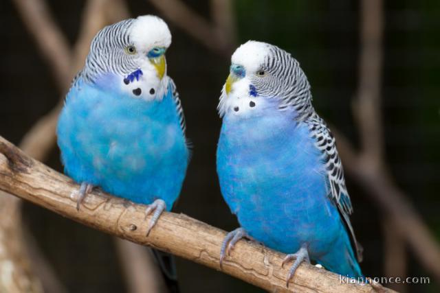 Perroquet ara bleu et budgie