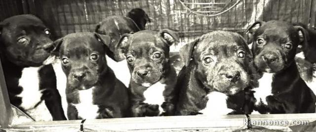 Choit staffordshire bull terrier disponible 