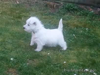  CHIOTS WEST HIGHLAND WHITE TERRIER l\