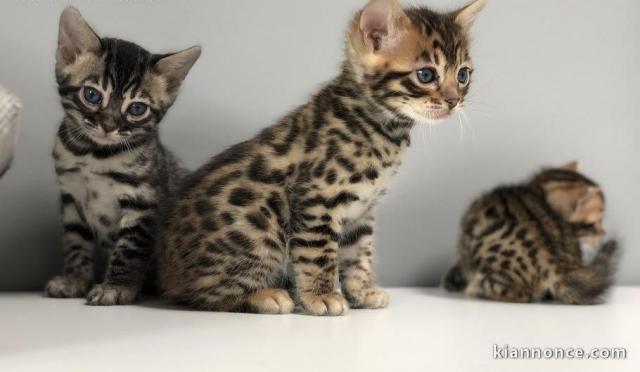 CHATONS BENGAL POUR L\