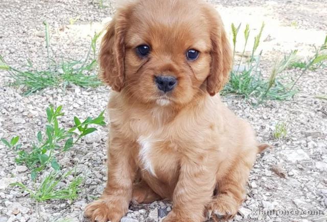 A donner magnifiques chiots Cavalier King Charles