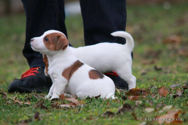 A donner Chiots jack russell pure race