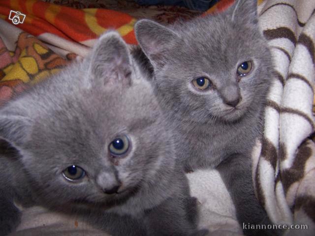 Adorables chatons chartreux mâle et femelle