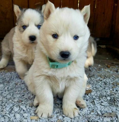Magnifiques chiots husky sibérien contre bon soin