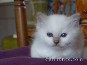 magnfiques chatons a reserve