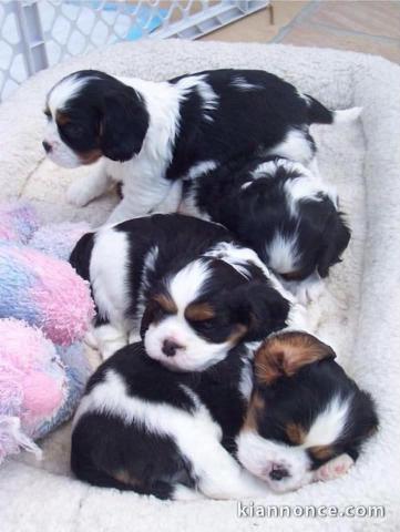 magnifiques chiots Cavaliers King Charles