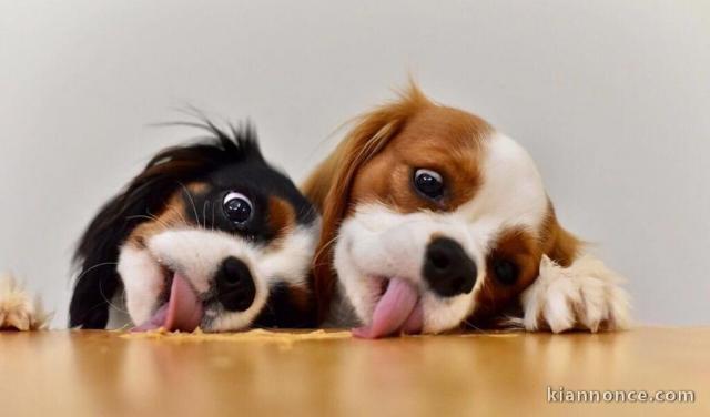 Adorables chiots Cavalier King Charles