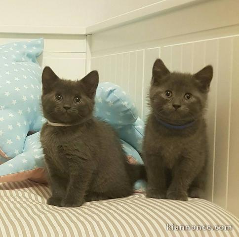 A Donner Chatons Chartreux A Vendre A Treguier Loisirs Animaux