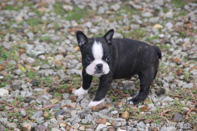 A donner Chiots Boston terrier