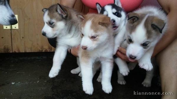 7 adorables chiots husky de Sibérie à réserver