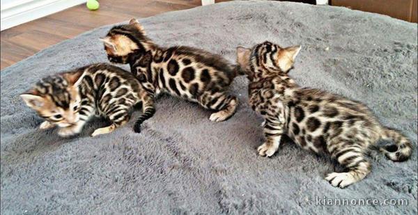 Donne Magnifiques Chatons Bengal