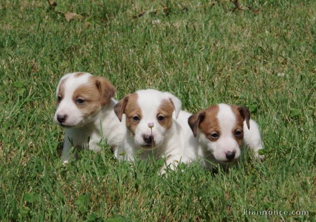 Donne Chiots Jack Russell