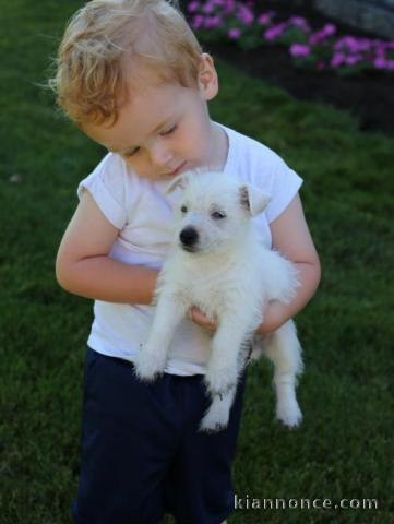 Chiots West Highland white terrier à donner
