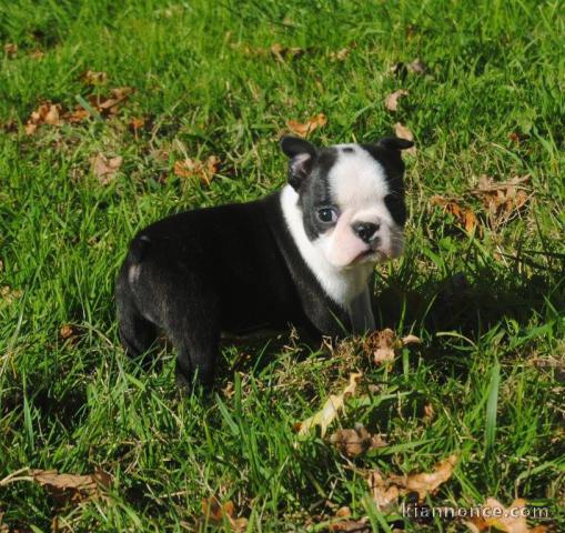 Chiot Boston Terrier a donner