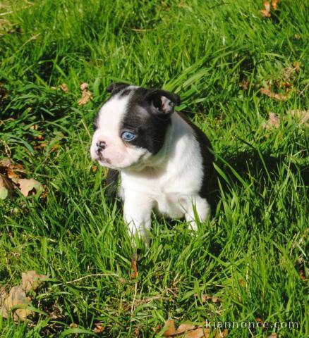 Chiot Boston Terrier a donner