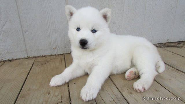 magnifiques chiots type husky de Sibérie contre bon soin