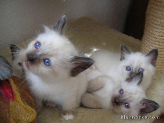 chatons sacre de birmanie loof a donner  