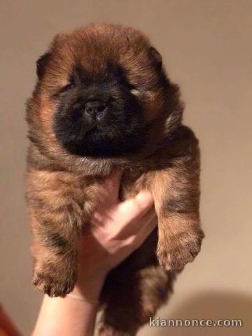 chiot chow chow disponible