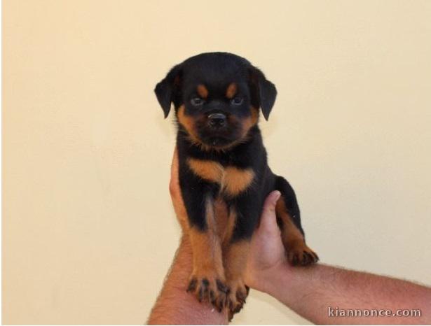 Disponible chiots rottweiler