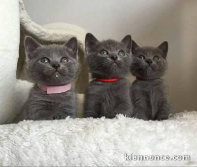 Donne Chatons Chartreux