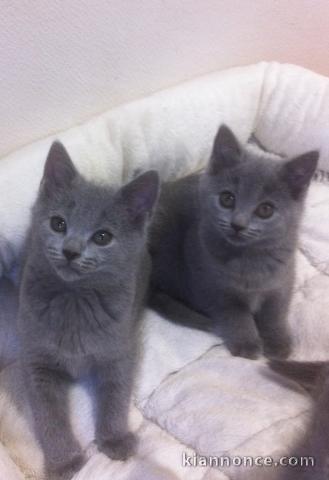 chatons Chartreux LOOF